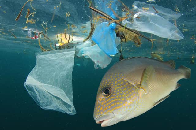 A major consequence of our throwaway society is plastic pollution that poses a lethal threat to wildlife