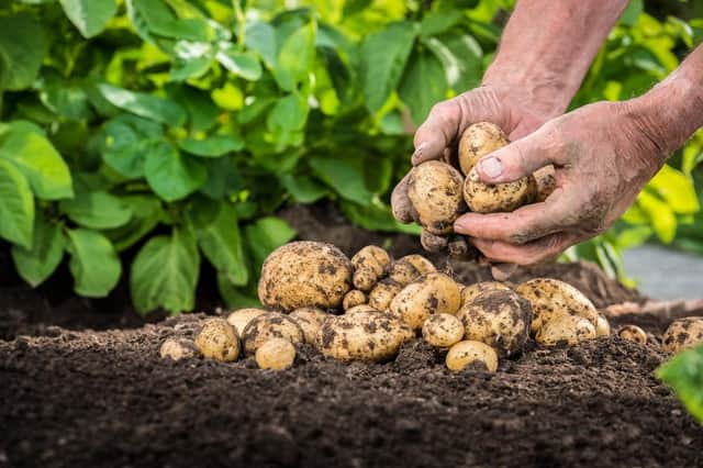 This is what you need to know about growing your own potatoes (Photo: Shutterstock)