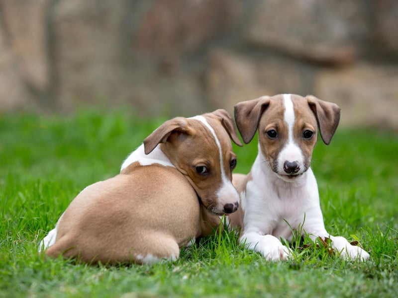 Popular with artists, Italian Greyhounds have appeared in paintings by the likes of Giotto, Sassetta and Tiepolo. First introduced into the UK in the first half of the 19th century, they remain popular, with 571 Kennel Club registrations last year.