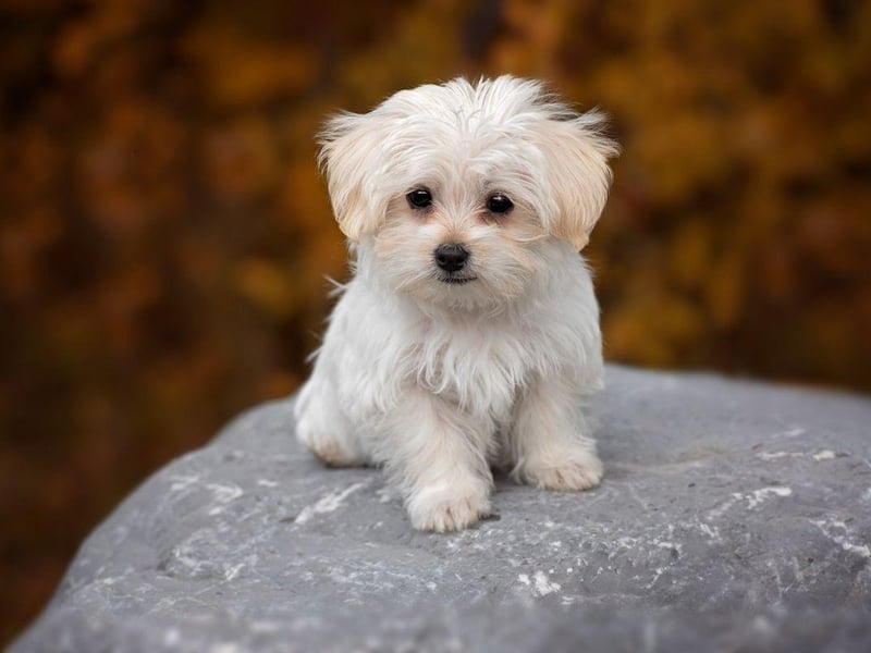 Milo is third on this list, with 1,352 owners opting for it as a dog name. In Celtic languages, the name means 'fame' or 'glory'.