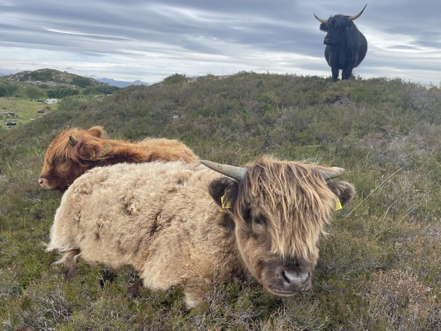 The cows take a lie down at around noon every day - you could almost set your watch by them