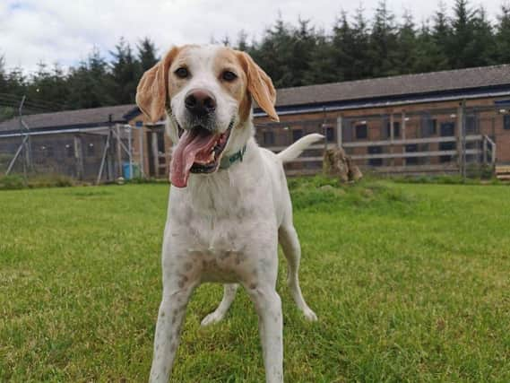 An industry survey found that seven out of eight owners have seen their business fall by 75 per cent or more. Picture: Crowbank Kennels and Cattery.