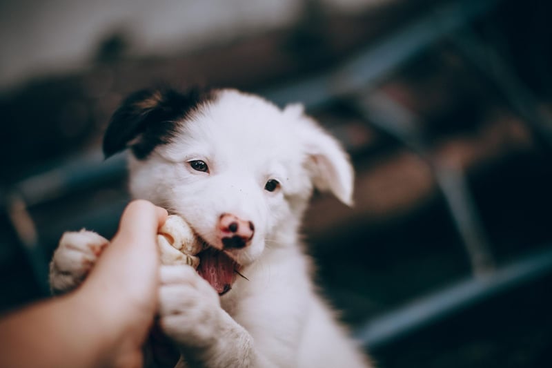 Top dog when it comes to Border Collie names is Skye. It comes from the Norse word for 'cloud' and is the name of the largest island in the Inner Hebrides.