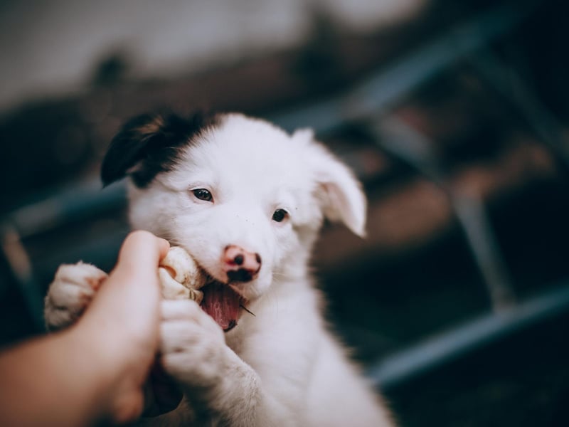 Top dog when it comes to Border Collie names is Skye. It comes from the Norse word for 'cloud' and is the name of the largest island in the Inner Hebrides.