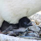 Edinburgh Zoo has announced the arrival of two tiny endangered Northern rockhopper penguin chicks. Photo:  Royal Zoological Society of Scotland