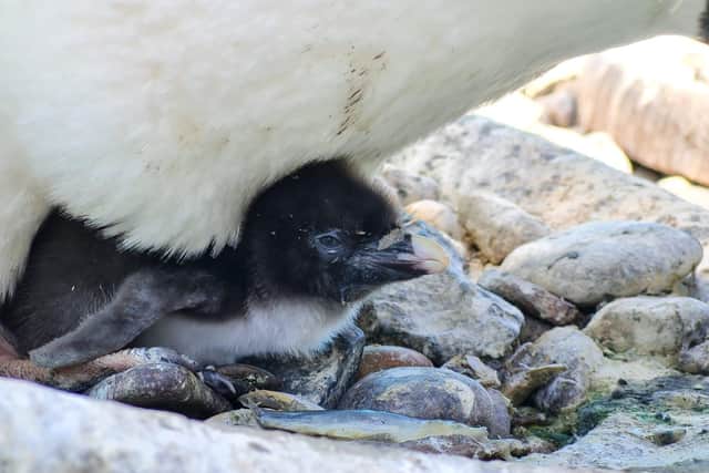 Edinburgh Zoo has announced the arrival of two tiny endangered Northern rockhopper penguin chicks. Photo:  Royal Zoological Society of Scotland