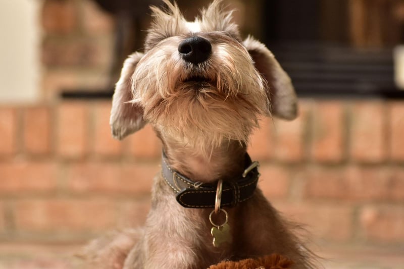 Terriers in general tend to be quite vocal, and the adorable Miniature Schnauzer is no exception. It's possible to train them to be quiet but they naturally bark at the slightest noise.