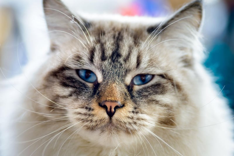 The lovely Ragamuffin cat breed has similar looks to a Ragdoll and has medium length hair. A popular cat breed due to its tangle-free coat which requires less grooming, but still maximum fluffiness.