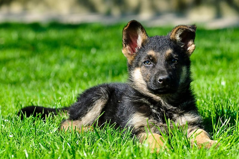 Continuing the regal theme, Duke is the ninth most common German Shepherd name. It's also a name that comes from Latin and means 'leader'.
