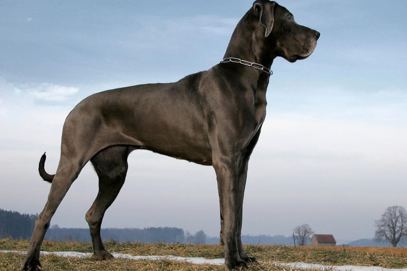 The majestic Great Dane may not quite be the largest dog in the world but it is the tallest. The Guinness Book of Records include a Great Dane called Zeus who stood an amazing 44 inches from the ground. They may be huge but are known for being loving and playful.