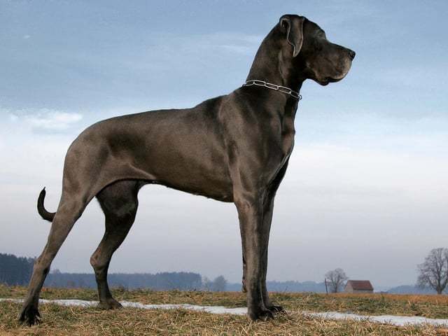 The majestic Great Dane may not quite be the largest dog in the world but it is the tallest. The Guinness Book of Records include a Great Dane called Zeus who stood an amazing 44 inches from the ground. They may be huge but are known for being loving and playful.