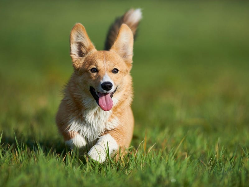 They may be a favourite of the Queen, but the Welsh Pembroke Corgi can be royally naughty - many a pair of shoes have fallen foul of thier love of chewing.