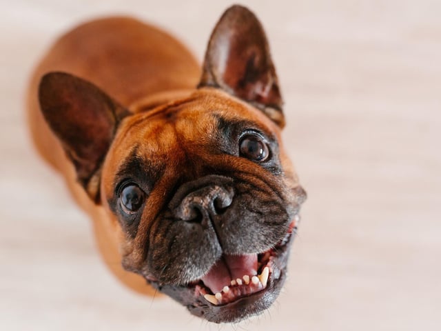 The French Bulldog, the UK's second favourite dog, has an average lifetime cost of £17,589.