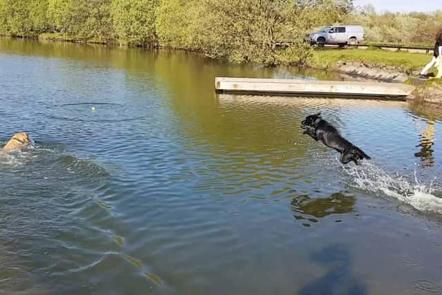 Musselburgh Lagoons is a haven for wildlife - and fun for dogs too