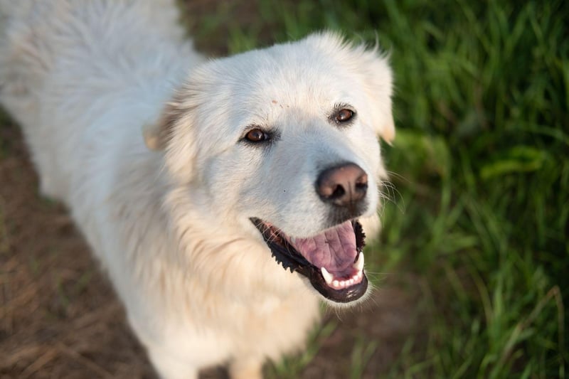 Owners of Great Pyrenees don't have to worry so much about their dog's hair on light carpets, but be prepared to constantly remove their snow-white fur from any dark clothing you dare to wear.