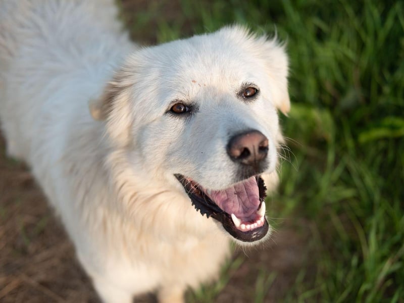 Owners of Great Pyrenees don't have to worry so much about their dog's hair on light carpets, but be prepared to constantly remove their snow-white fur from any dark clothing you dare to wear.