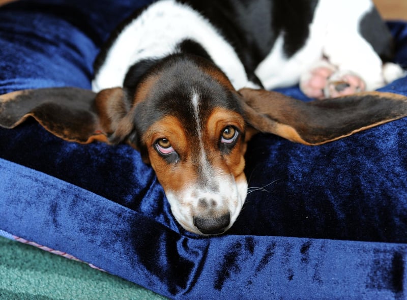 Often struggling to reach speeds of more than 5mph, the Basset Hound will only be motivated to go slightly faster if it picks up a particularly interesting scent.
