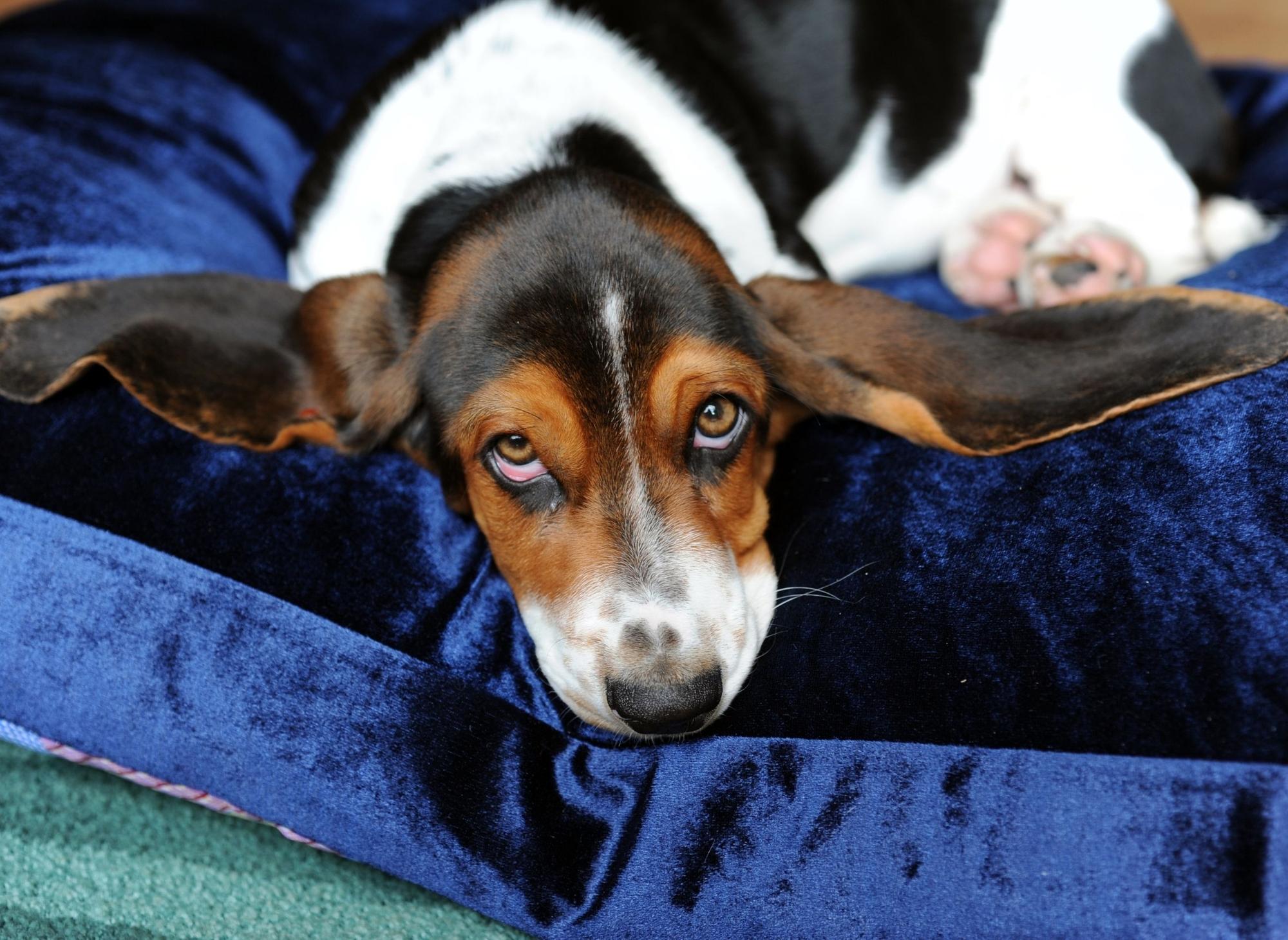 Here are the 10 slowest breeds of adorable dog