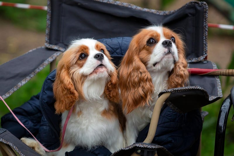 As puppies, you could be forgiven for mistaking a Cavalier King Charles Spaniels for a suddly stuffed toy. If treated well they present about the same level of danger to humans.