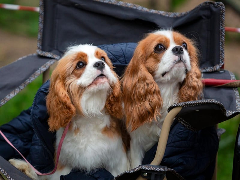 As puppies, you could be forgiven for mistaking a Cavalier King Charles Spaniels for a suddly stuffed toy. If treated well they present about the same level of danger to humans.