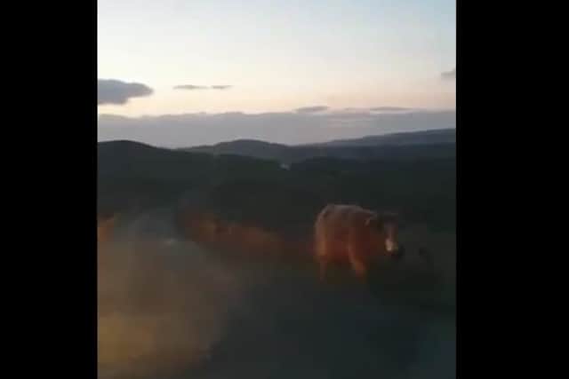 A cow struts its way to safety as police urge public to 'mooove' out the way for the hairy creatures (Photo: Police Scotland).
