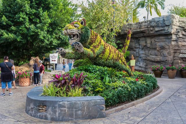 Tiger topiary at Busch Gardens in Tampa, Florida.