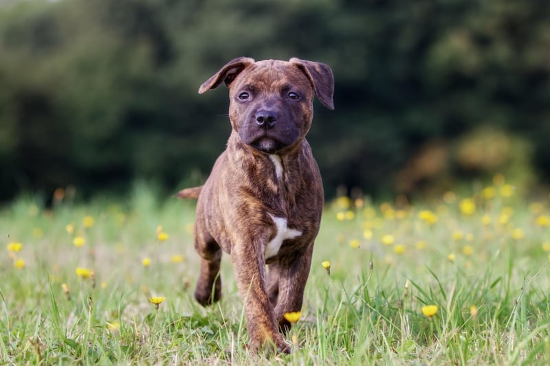 The Staffordshire Bull Terrier, or 'Staffy', may only just have made the list, but they are the breed that have grown in popularity the most so are likely to feature even higher in future years.