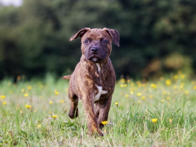 The Staffordshire Bull Terrier, or 'Staffy', may only just have made the list, but they are the breed that have grown in popularity the most so are likely to feature even higher in future years.