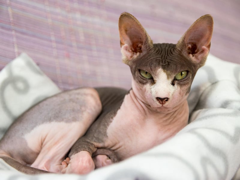 Created by selective breeding starting in the 1960s, the Sphynx Cat is known for its lack of hair - a naturally occuring genetic mutation - and is the ninth favourite cat breed in the UK.