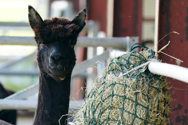 Geronimo the alpaca at Shepherds Close Farm in Wooton Under Edge, Gloucestershire, after Helen Macdonald lost a last-ditch High Court bid to save him (Photo: Jacob King).