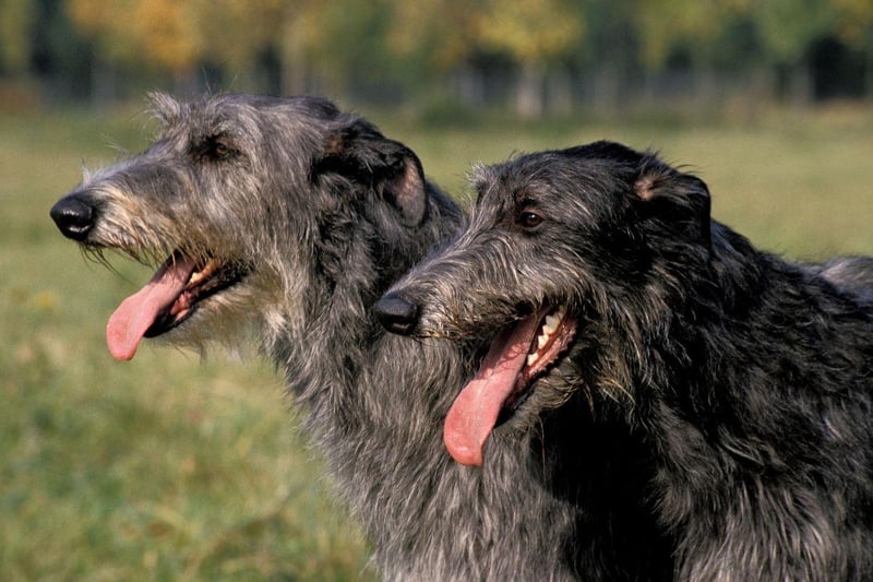 First bred in the 19th century to hunt red deer in the Scottish Highlands, the Scottish Deerhound is able to bring down an animal twice their size, but are typically gentle when it comes to humans.