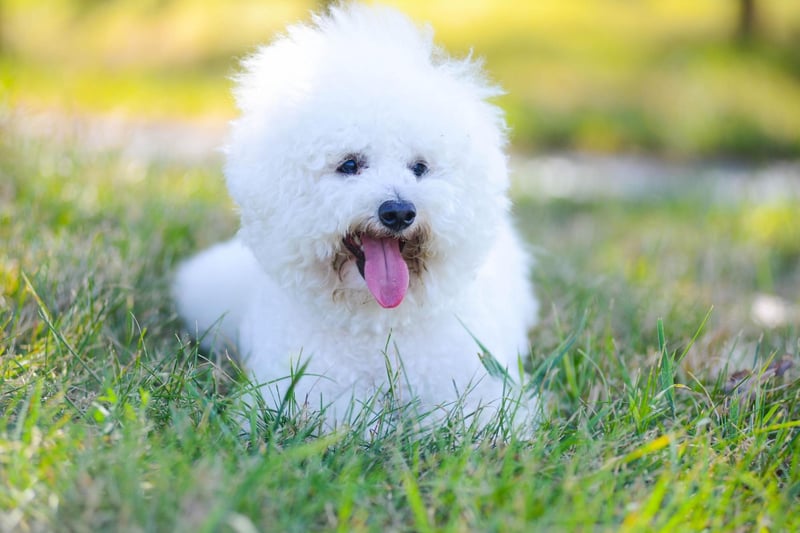 The Bichon Frise is so adorable it's very hard to get angry with any messy wrongdoing. You need to be firm though, otherwise there will be a pattern of behaviour that can prove impossible to break.
