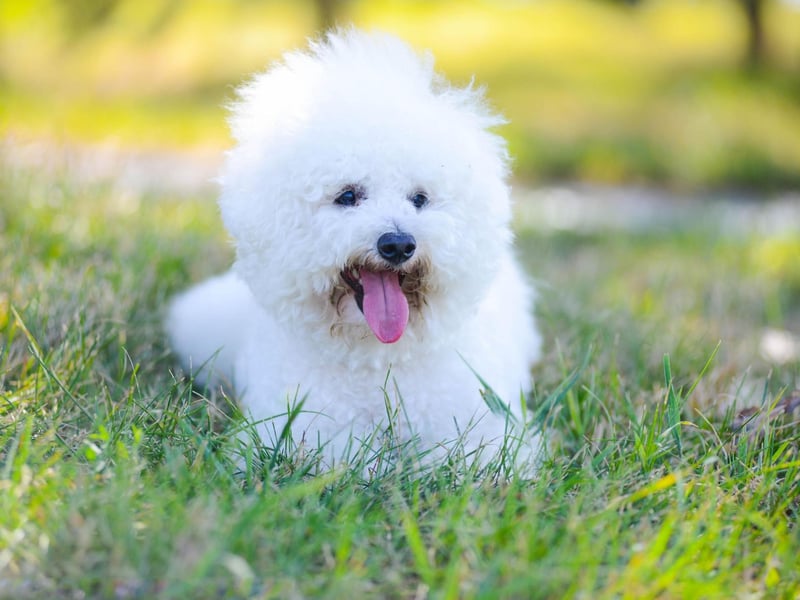 The Bichon Frise is so adorable it's very hard to get angry with any messy wrongdoing. You need to be firm though, otherwise there will be a pattern of behaviour that can prove impossible to break.