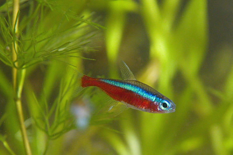 Similar to the Neon Tetra, but with a distinctive red lower half of the body and an even more vibrant blue stripe, the Cardinal Tetra. It's slightly less popular - and more expensive - because it is more difficult to breed in captivity.