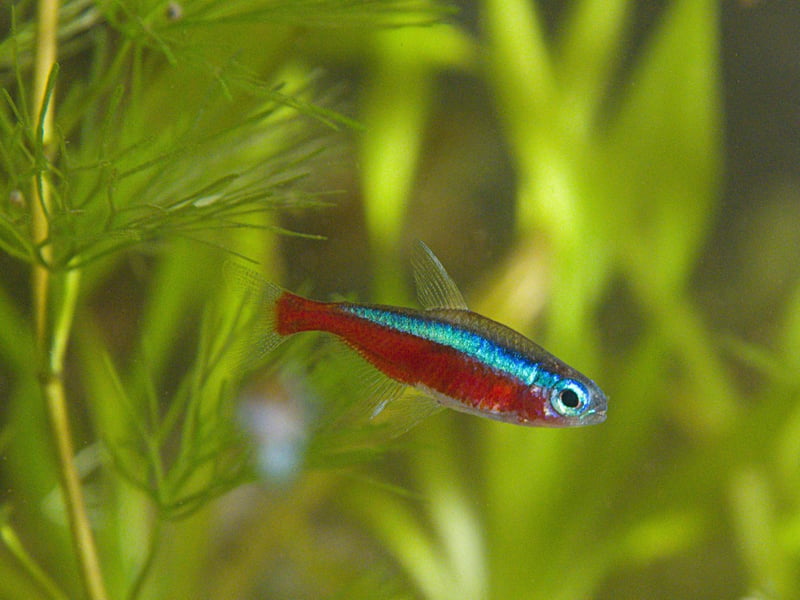 Similar to the Neon Tetra, but with a distinctive red lower half of the body and an even more vibrant blue stripe, the Cardinal Tetra. It's slightly less popular - and more expensive - because it is more difficult to breed in captivity.