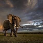 A large elephant marches away from an impending storm in Olare Conservancy, Kenya.