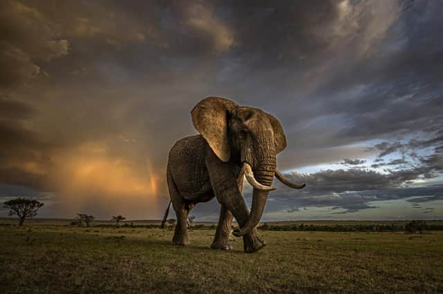 A large elephant marches away from an impending storm in Olare Conservancy, Kenya.