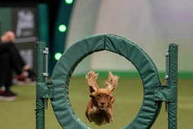 Scenes from Crufts 2024, including the jumping round of the Small/Medium Championships