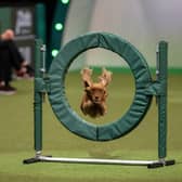 Scenes from Crufts 2024, including the jumping round of the Small/Medium Championships