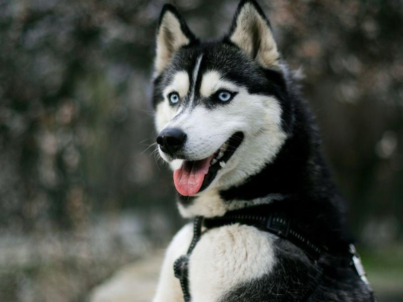 Not a breed for novice dog owners, the Siberian Husky needs lots of exercise and a firm experienced hand to train. 4 per cent of mums opted for this dog bred to pull sleds over miles of icy tundra.
