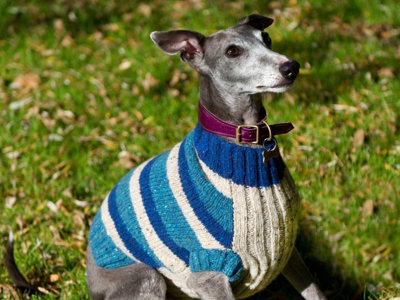 Much like the Greyhound, the Whippet has little in the way of fat, flab or fur to repel the elements. Keeping moving in cold temperatures helps, as does an adorable Whippet jumper.