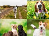 These are the top 10 cutest dog breeds, according to the research