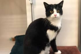 Jack is sure to be a lovely addition to a new family.