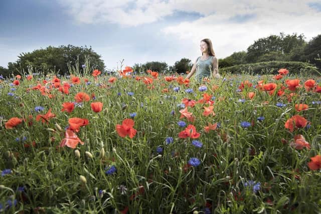 Planting more wild flowers could provide a lifeline to many insect species.
Pic: NatureScot