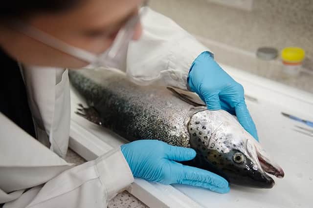 A research programme being led by the University of the West of Scotland and backed by a number of industry players is working on a monitoring system to help seafood producers identify health concerns and take pre-emptive action.