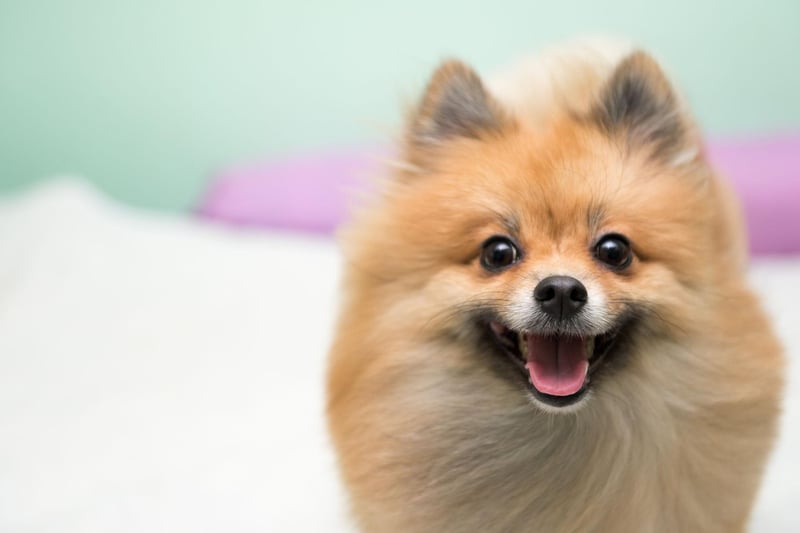 The Pomeranian is another dog on this list that can enjoy the occasional bark at night. If you can keep them quiet though, these tiny dogs are great company - and take up very little space.