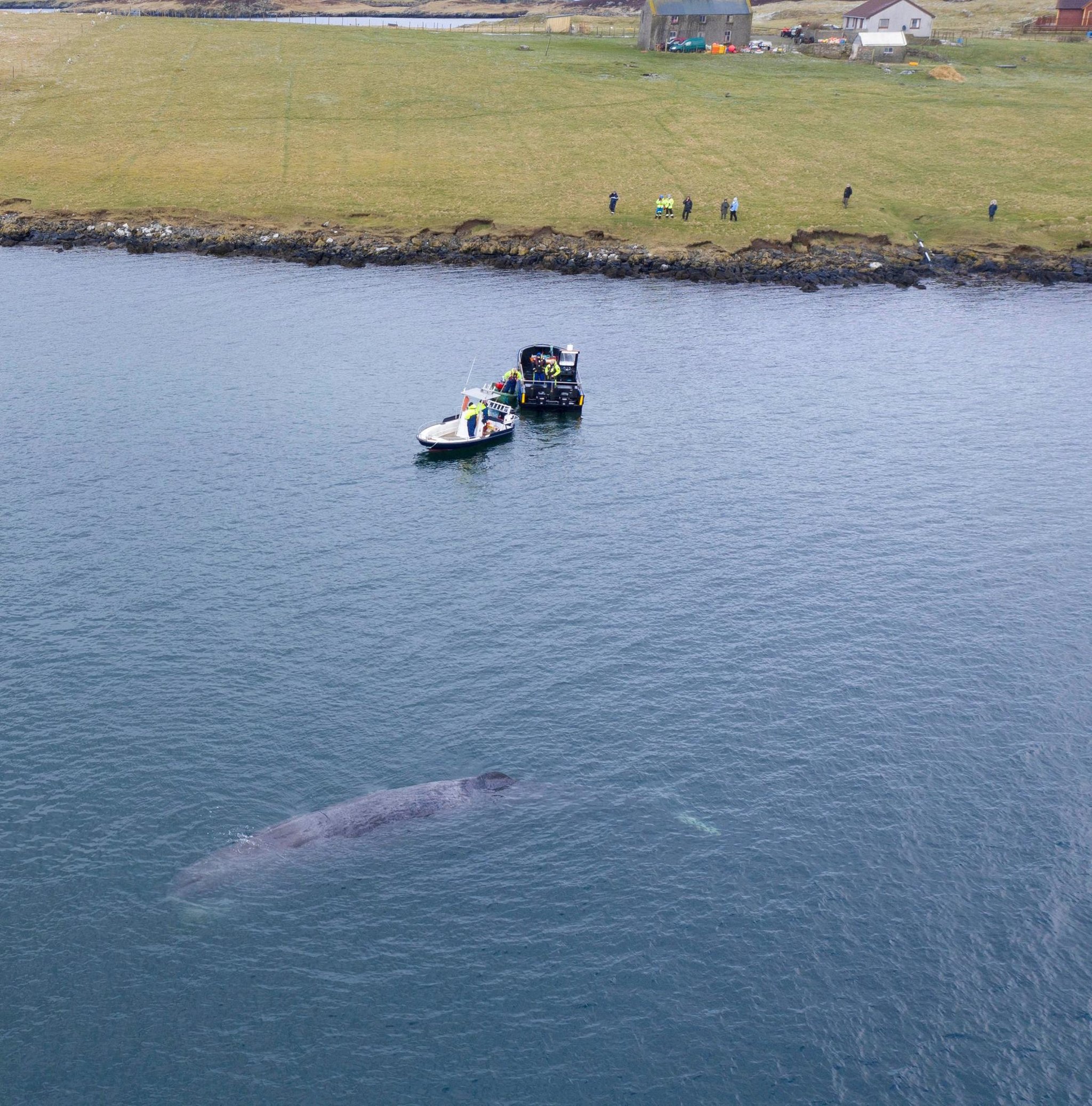 Saved: 50-tonne sperm whale was in danger of stranding on Shetland shore