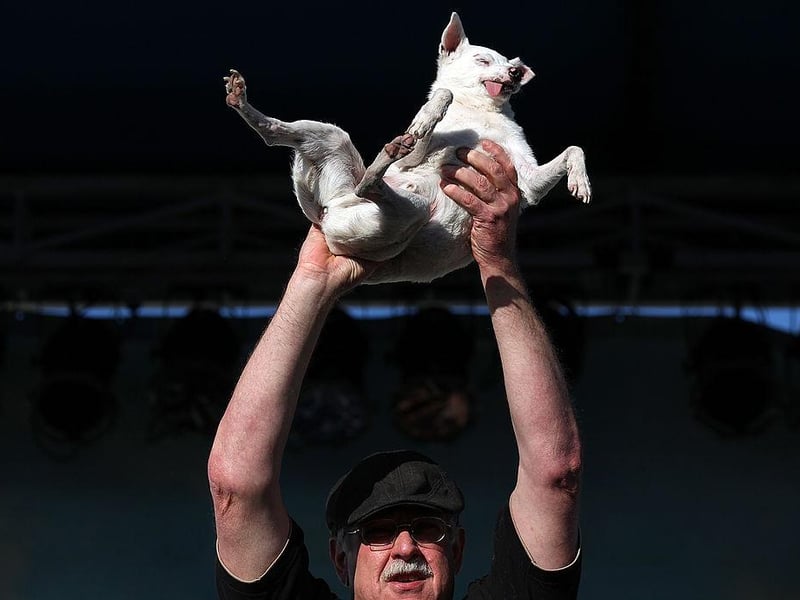 Yoda was the winner of the 23rd Annual World's Ugliest Dog Contest in 2011, winning $1,000 in prize money.