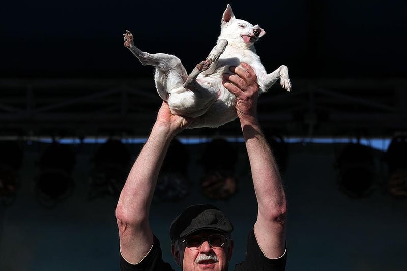 Yoda was the winner of the 23rd Annual World's Ugliest Dog Contest in 2011, winning $1,000 in prize money.