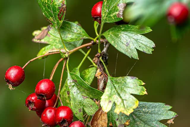 Fruits of the Forest Hawthorn berries will soon be on many of our bird's menus